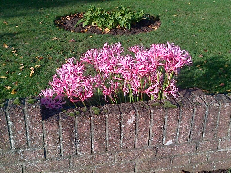 Pink Flowers in Brick Planter