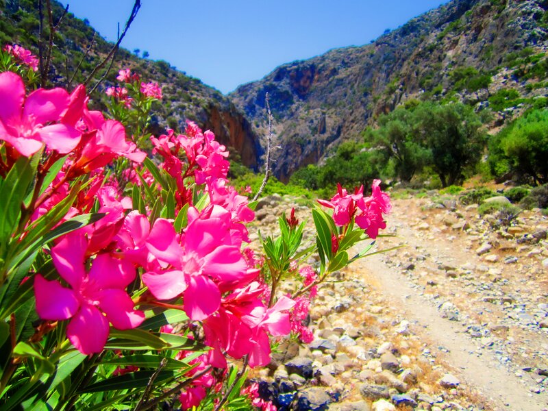 Pink Flowers in Canyon