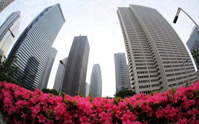 Pink Flowers in City