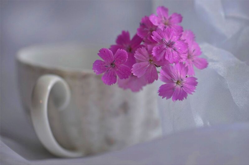 Pink Flowers in Cup — Purple