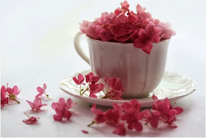 Pink Flowers in Cup — Serene, Photograph