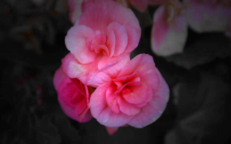 Pink flowers in dark background