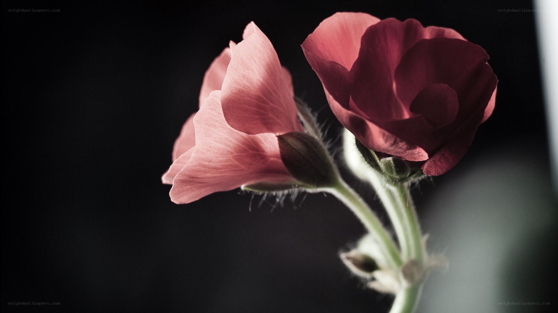 Pink flowers in dark background