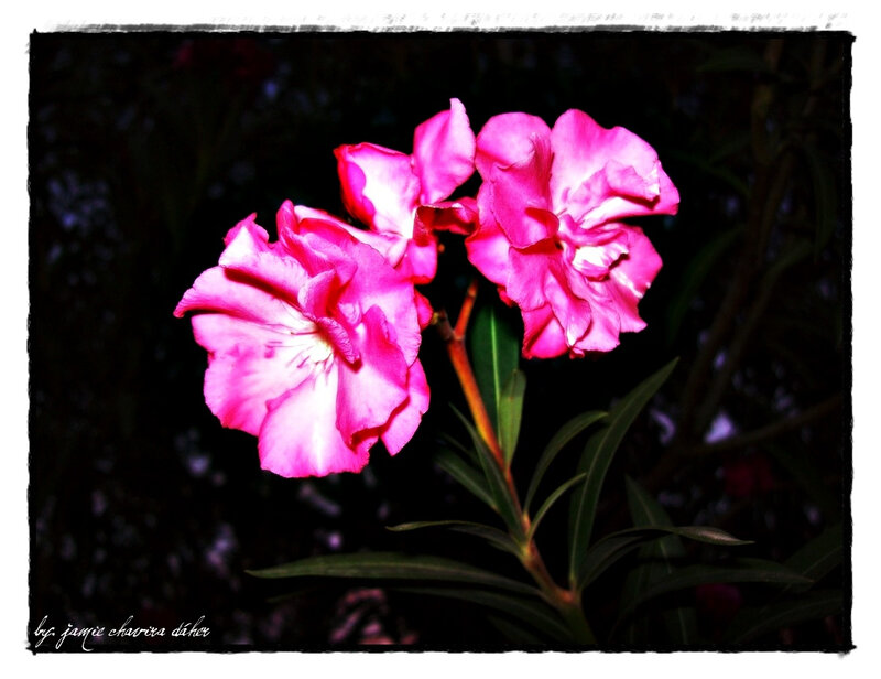 pink flowers in dark garden