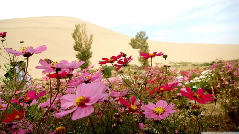 Pink Flowers in Desert — Serene, Afternoon, Photograph