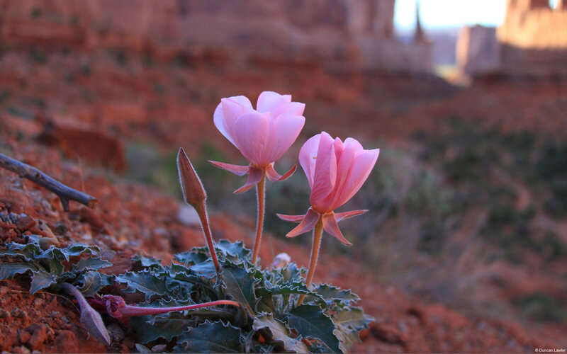 Pink Flowers in Desert — Serene, Sunset