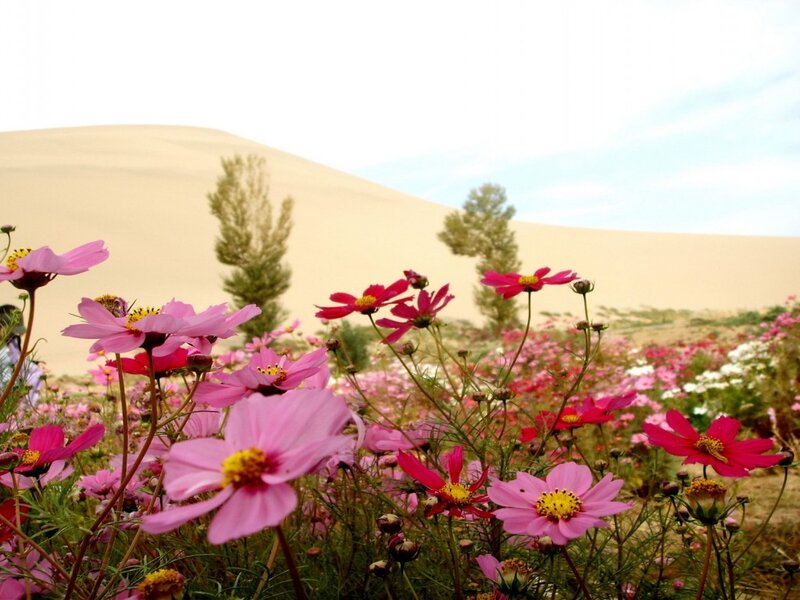 Pink Flowers in Desert — Serene