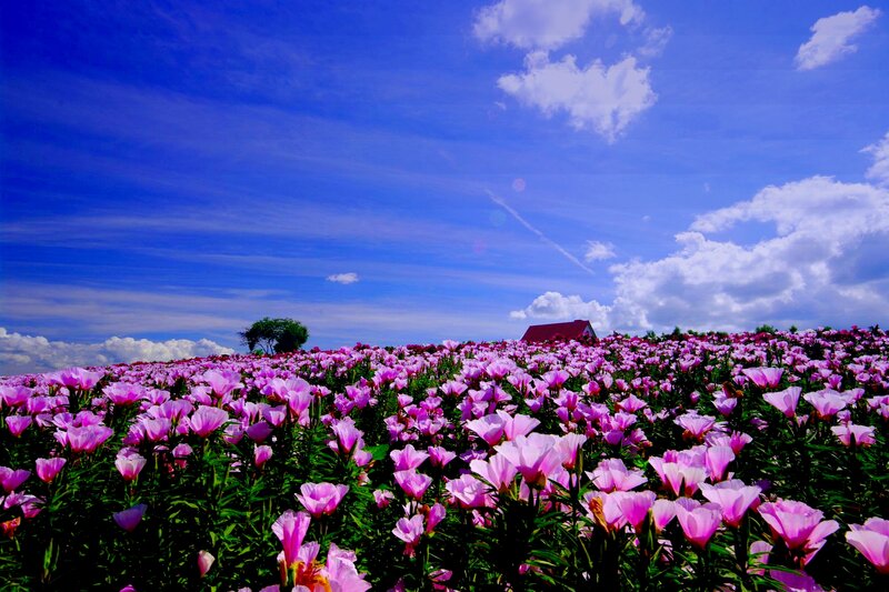 Pink Flowers in Field — Blue