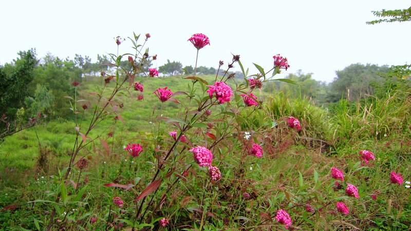 Pink Flowers in Field — Calm