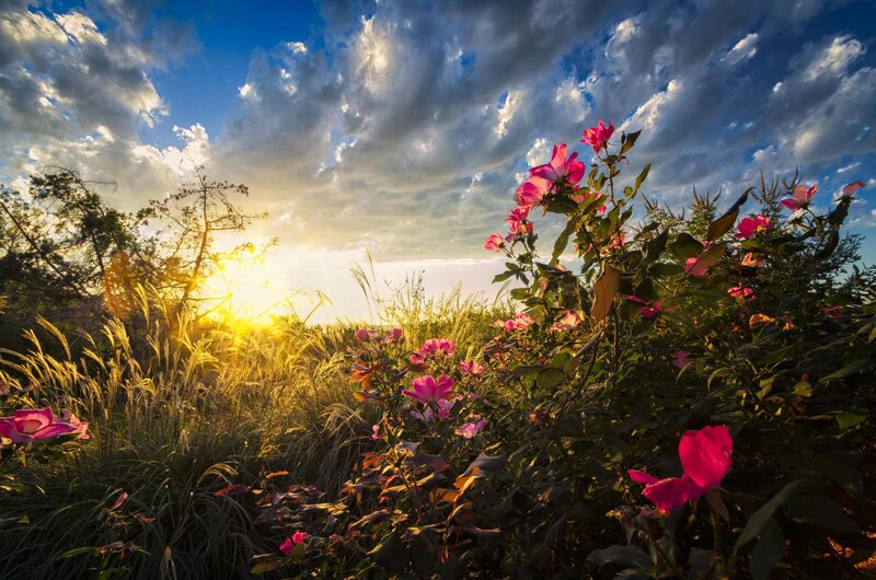 Pink Flowers in Field — Dramatic, Sunset, Photograph, Grass