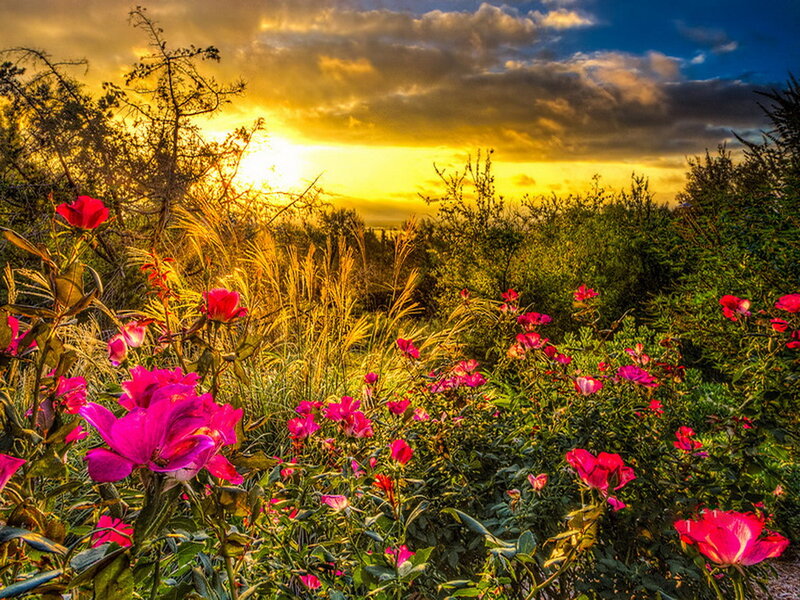 Pink Flowers in Field — Dramatic, Sunset, Photograph