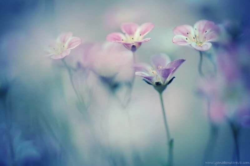 Pink Flowers in Field — Dreamy