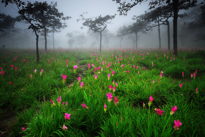 Pink Flowers in Field — Green, Misty