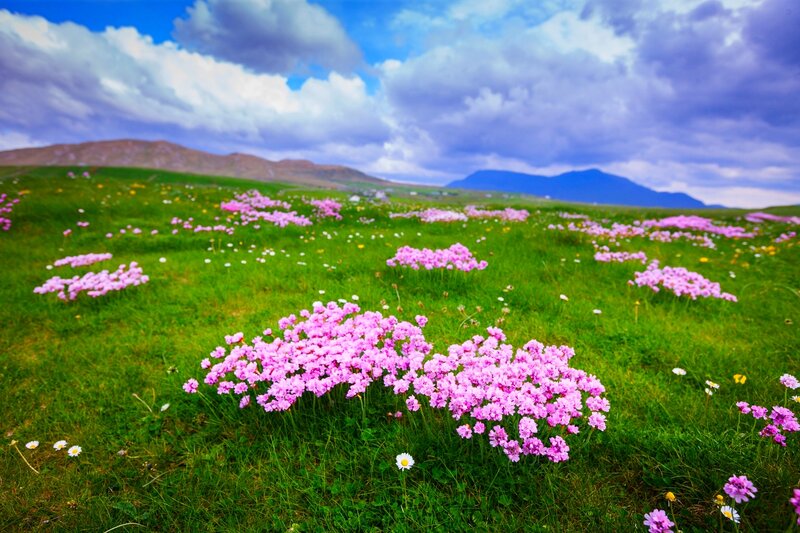 Pink Flowers in Field — Green, Serene, Spring