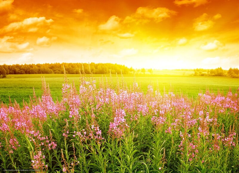 Pink Flowers in Field — Green, Serene, Sunset