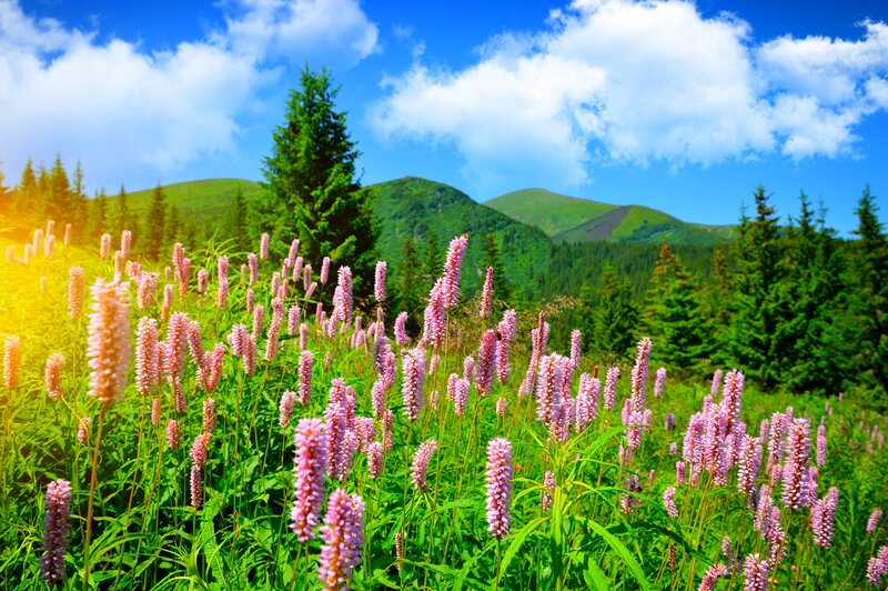 Pink Flowers in Field — Green, Serene