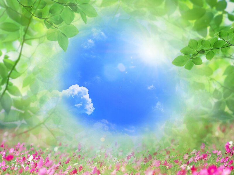 Pink Flowers in Field — Green