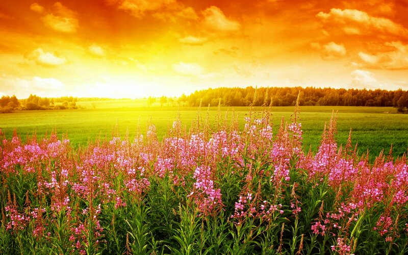 Pink Flowers in Field — Orange, Dramatic, Sunset