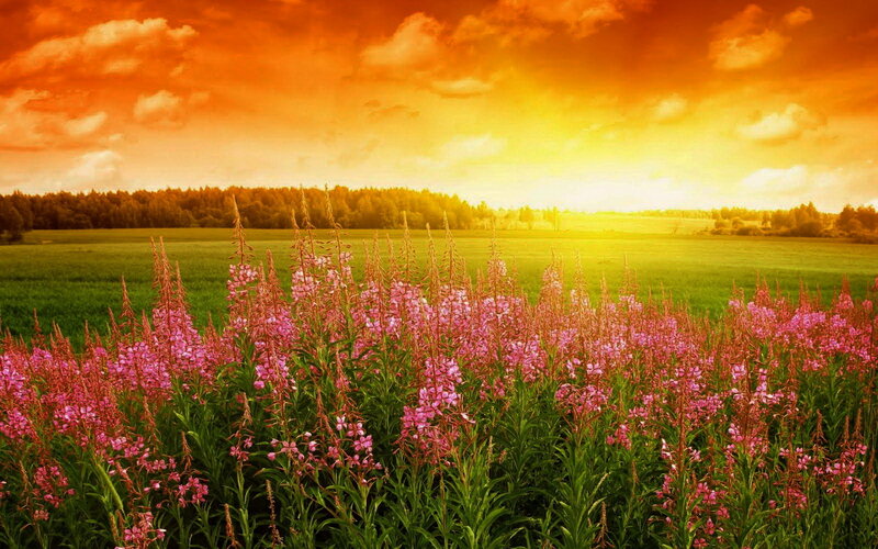 Pink Flowers in Field — Orange, Dramatic