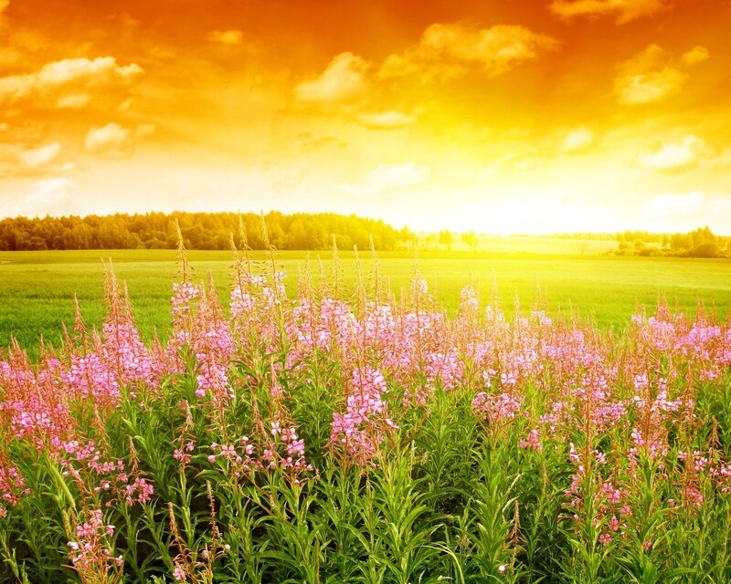Pink Flowers in Field — Orange