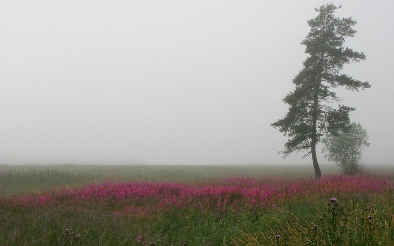 Pink Flowers in Field — Purple, Misty