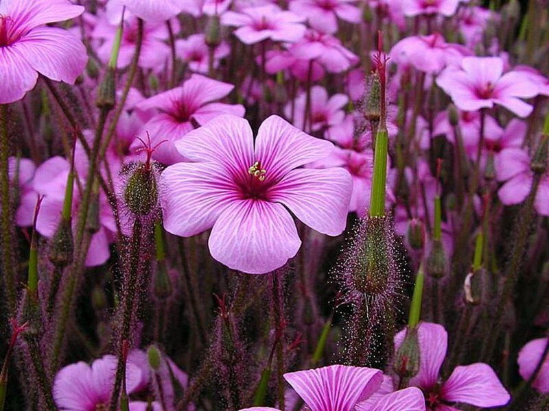 Pink Flowers in Field — Purple
