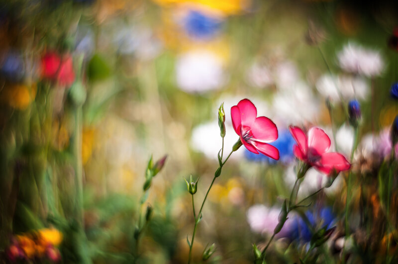 Pink Flowers in Field — Serene, Afternoon, Photograph, Green Stems, Buds