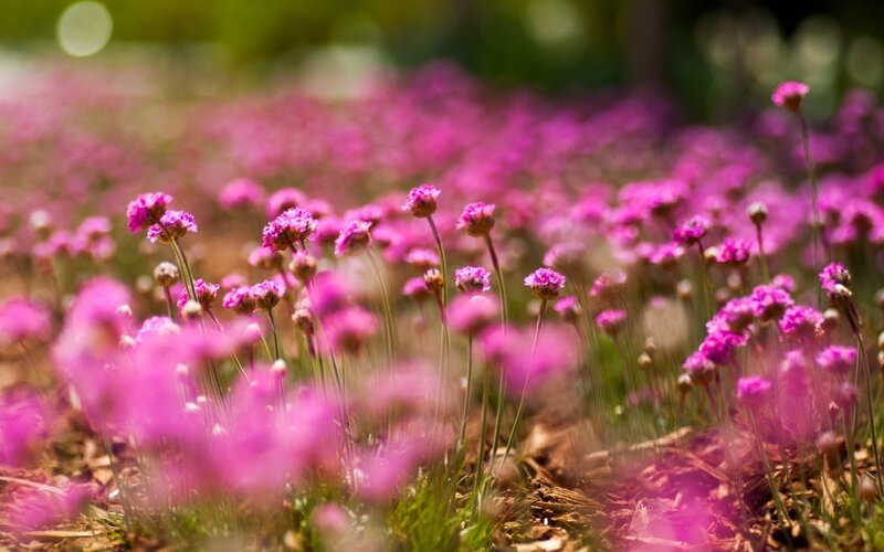 Pink Flowers in Field — Serene, Afternoon, Photograph, Greenery