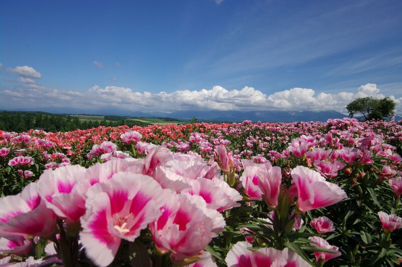 Pink Flowers in Field — Serene, Afternoon, Photograph, Mountains