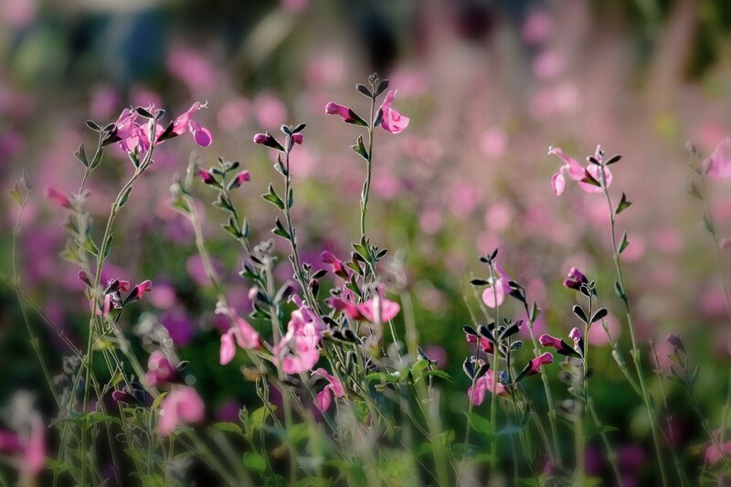 Pink Flowers in Field — Serene, Afternoon, Photograph, Stems