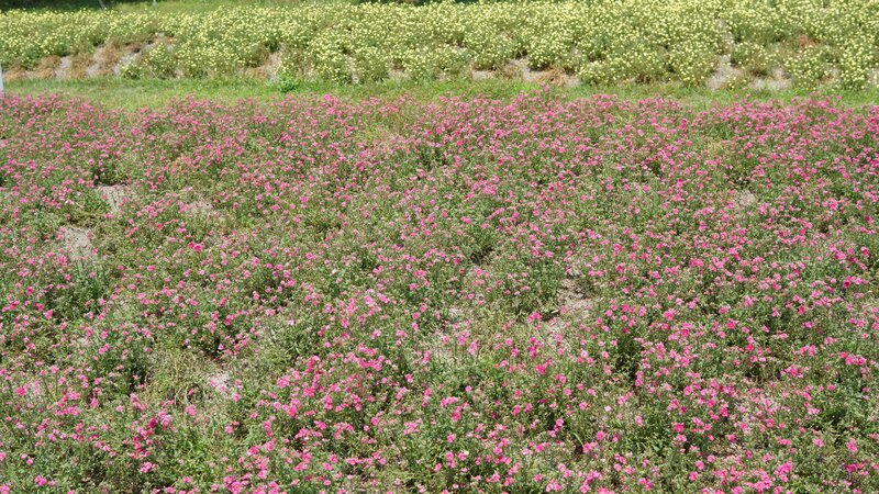 Pink Flowers in Field — Serene, Afternoon, Photograph