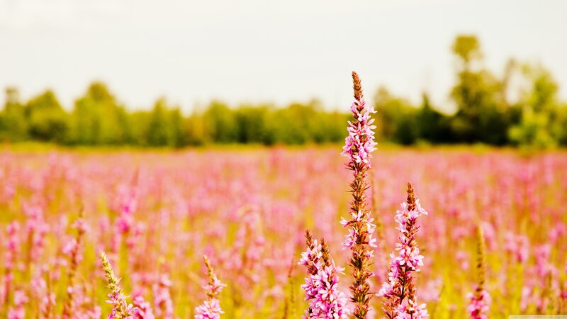 Pink Flowers in Field — Serene, Afternoon, Photograph, Trees