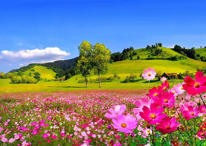 Pink Flowers in Field — Serene, Afternoon