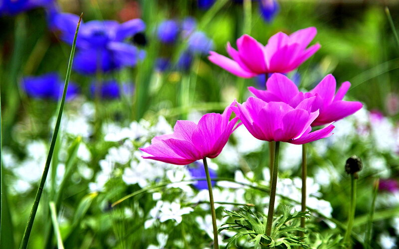 Pink Flowers in Field — Serene, Spring, Photograph, Blue Flowers