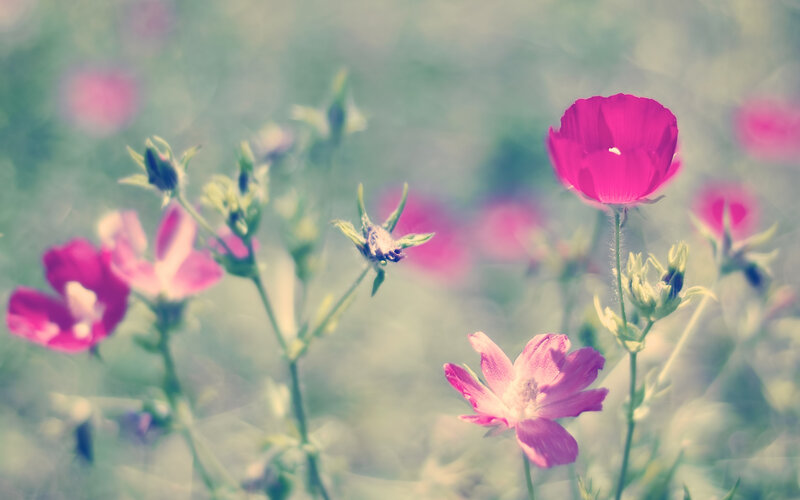 Pink Flowers in Field — Serene, Spring, Photograph, Buds