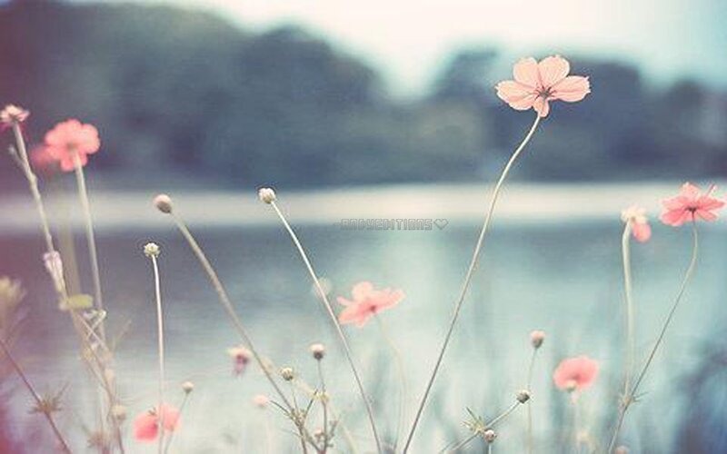 Pink Flowers in Field — Serene, Spring, Photograph, Buds, Water