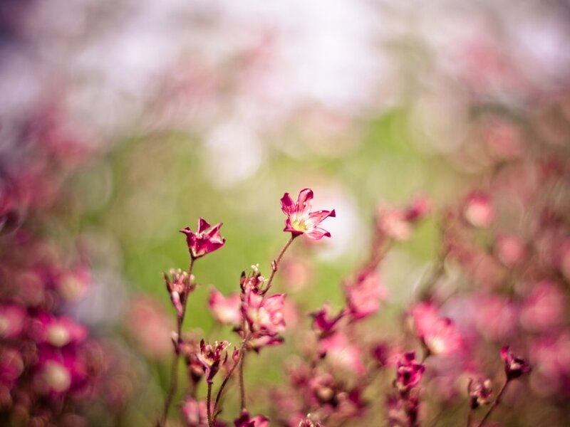 Pink Flowers in Field — Serene, Spring, Photograph, Greenery