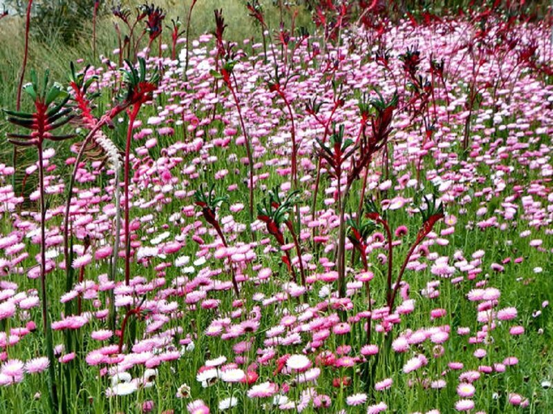 Pink Flowers in Field — Serene, Spring, Photograph, Red Plants