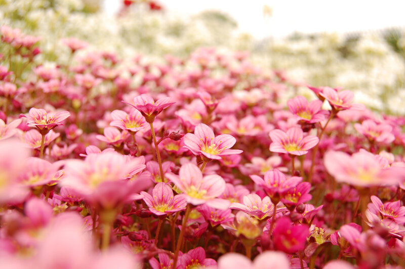Pink Flowers in Field — Serene, Spring, Photograph, Sky