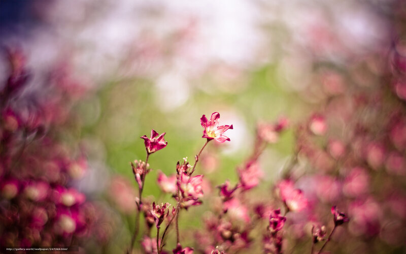 Pink Flowers in Field — Serene, Spring, Photograph, Stems