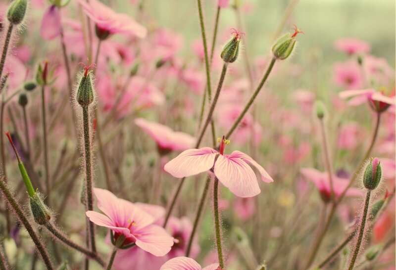 Pink Flowers in Field — Serene, Spring, Photograph