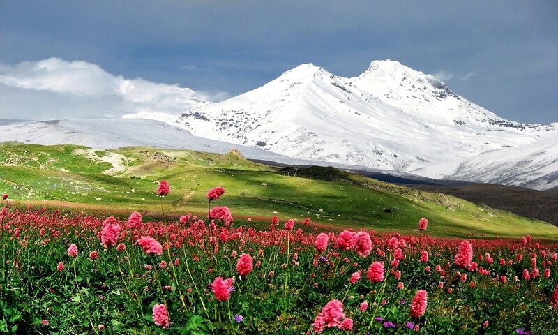 Pink Flowers in Field — Serene, Spring