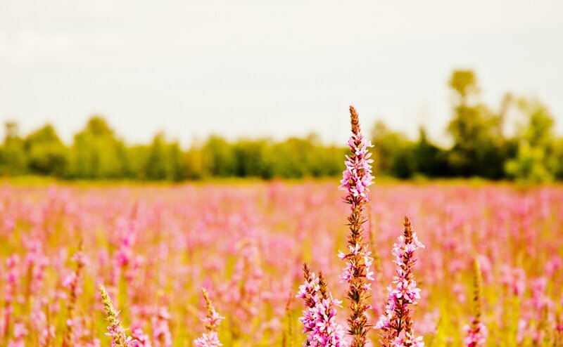 Pink Flowers in Field — Serene, Summer