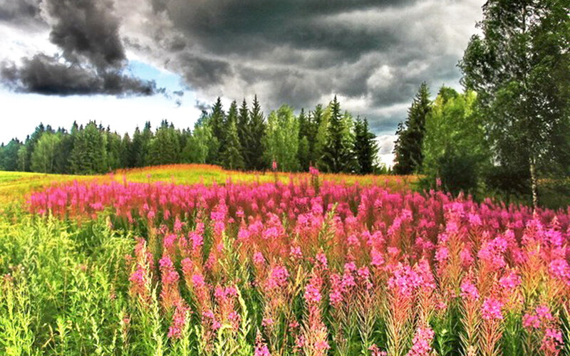 Pink Flowers in Field