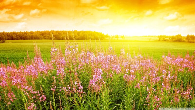 Pink Flowers in Field — Yellow, Serene, Sunset, Photograph, Sky