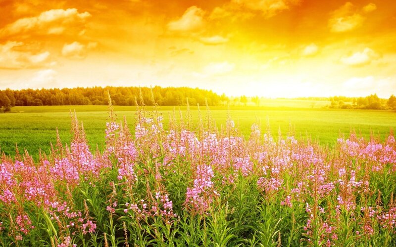 Pink Flowers in Field — Yellow, Serene, Sunset, Photograph, Trees