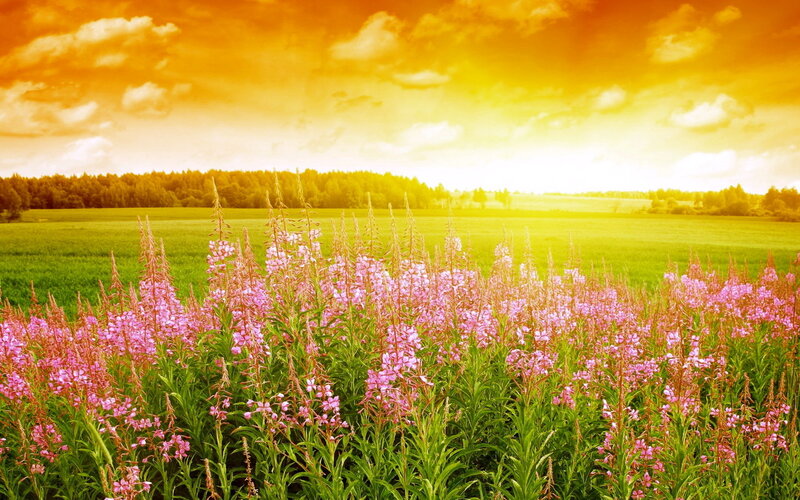 Pink Flowers in Field — Yellow, Serene, Sunset