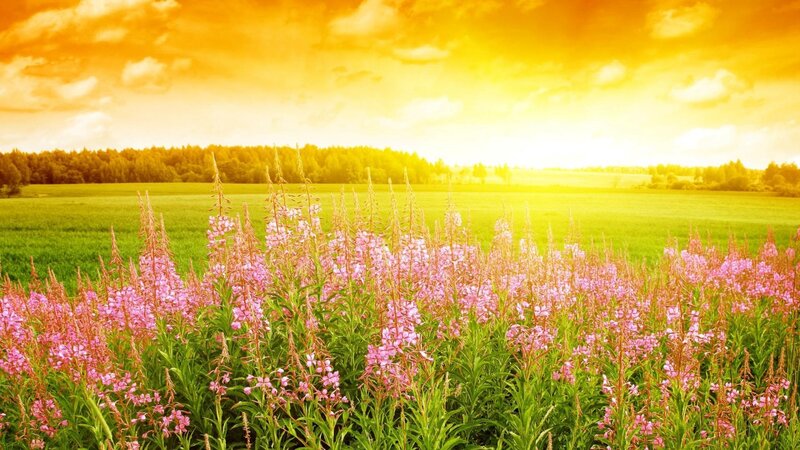 Pink Flowers in Field — Yellow, Serene