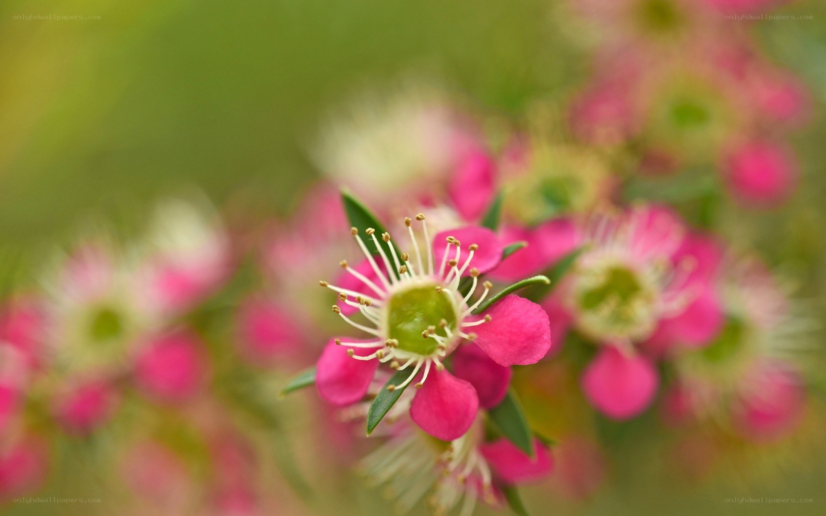 Pink flowers in focus