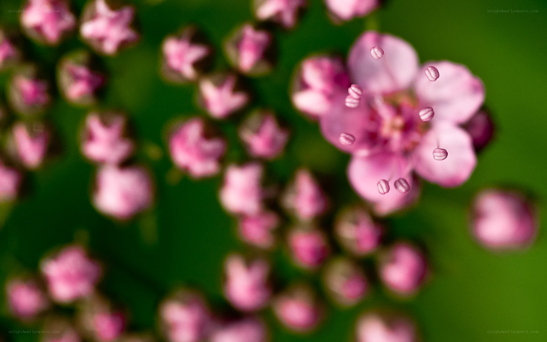 Pink flowers in focus